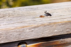 The Feather-horned Beetle, Rhipicera femorata, is a rather uncommon, tiny species of beetle of which very little is known about its biology.