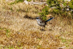 fairy-wren